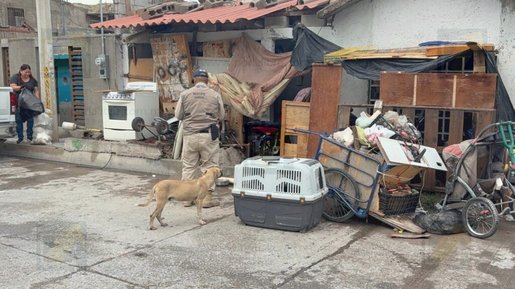 Rescatan a 4 perritos de vivienda en la colonia Alianza Popular