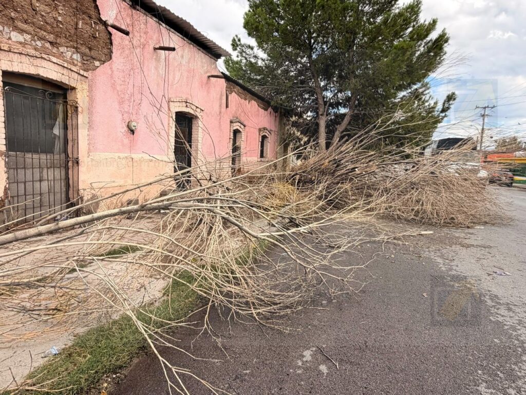 Árbol de gran tamaño cae y bloquea la circulación en avenida de la colonia Industrial