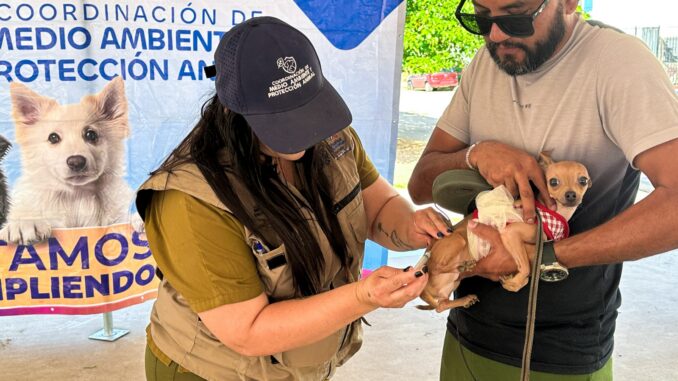 Brinda Municipio más de 940 servicios gratuitos para perros y gatos en Vistas Cerro Grande