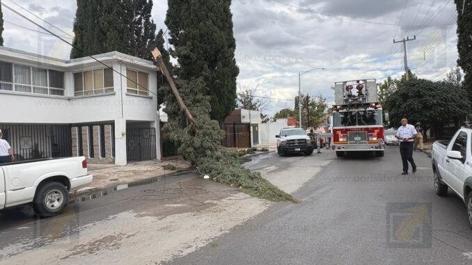 Pino de más de 20 metros cae sobre vivienda y cables de telefonía en San Felipe