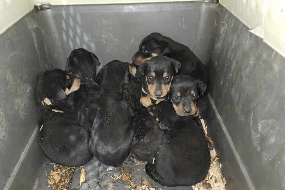 Bomberos de Cuauhtémoc rescatan a 9 cachorros atrapados en incendio