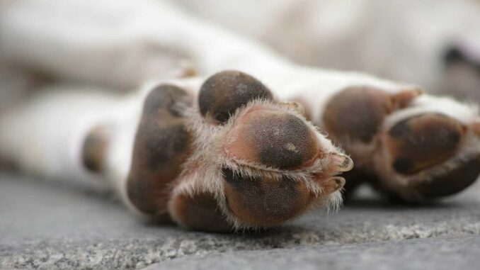 CDMX amplía albergue para 454 de los más de 850 perros desalojados del Refugio Franciscano