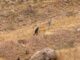 Realizan búsqueda en el Cerro Coronel tras reporte de presuntos restos humanos