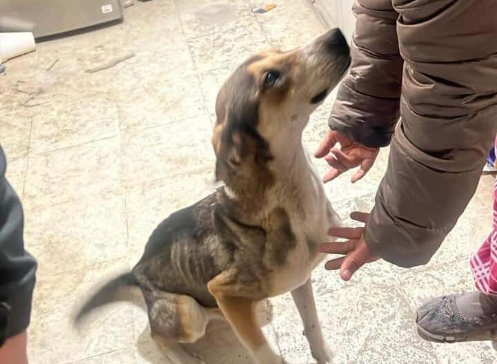 Aseguran a siete caninos por presunta omisión de cuidados en Las Granjas