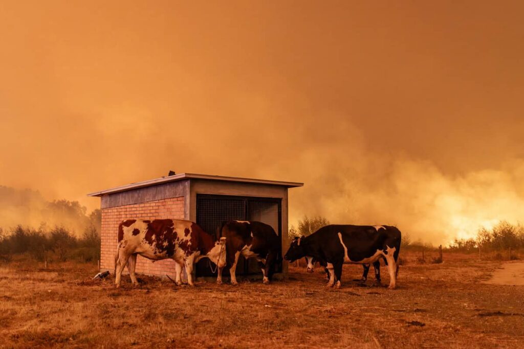 México expresa solidaridad con Chile por incendios en Ñuble y Biobío