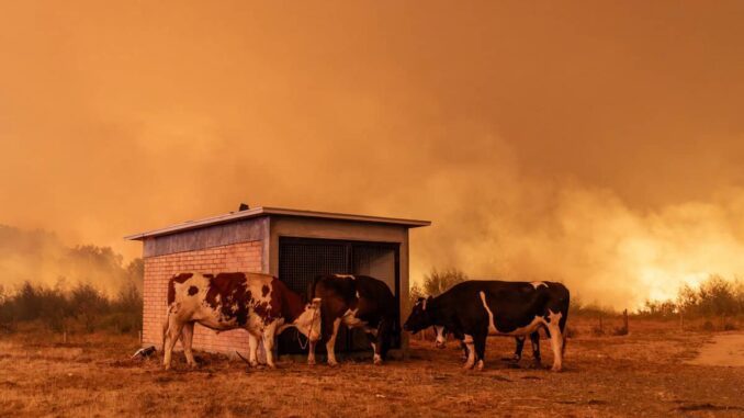 México expresa solidaridad con Chile por incendios en Ñuble y Biobío