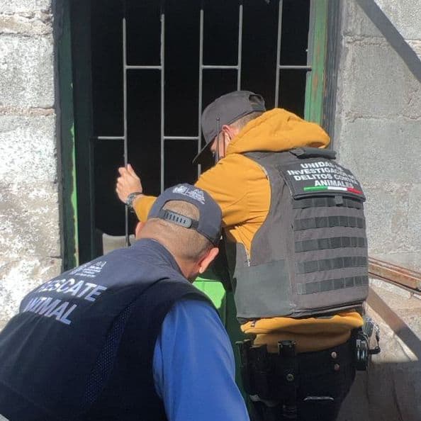 Rescatan Policía Municipal y Coordinación de Medio Ambiente y Protección Animal tres Husky en abandono