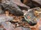 México busca en Washington reforzar alianzas financieras y cadenas de minerales críticos