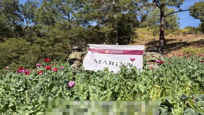 Marina destruye 32 plantíos de amapola en Nayarit