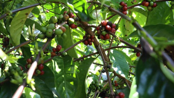 Migrantes haitianos y venezolanos salvan la cosecha de café en Tapachula
