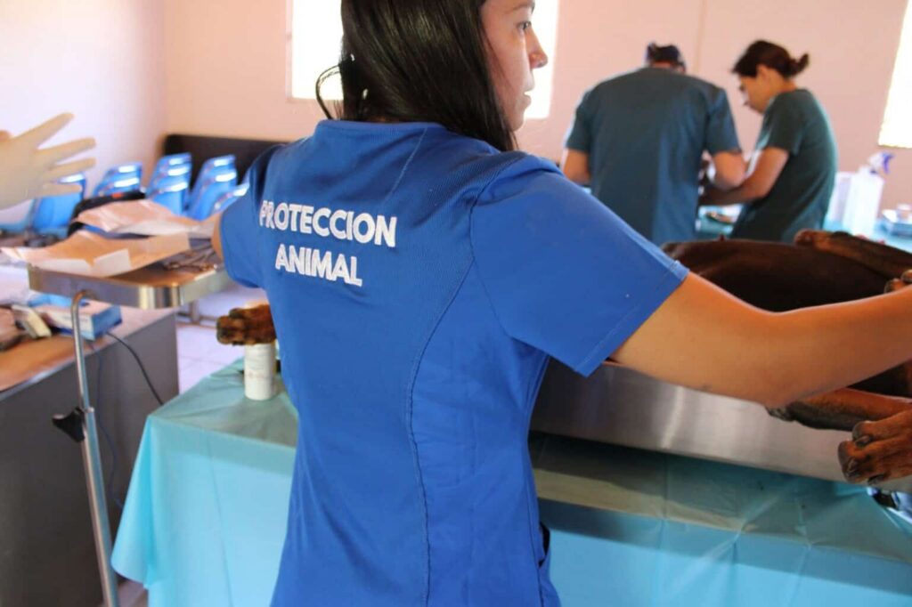 Esterilizó Municipio a mil 920 perros y gatos durante el año 2025