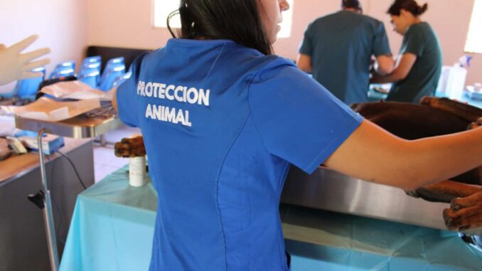 Esterilizó Municipio a mil 920 perros y gatos durante el año 2025