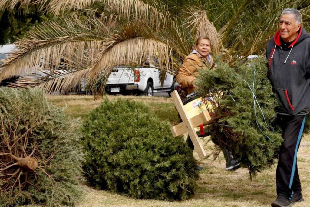 CDMX habilita centros de acopio para recibir árboles de Navidad y nochebuenas, ¿en dónde están?
