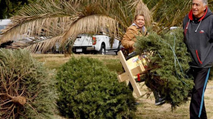 CDMX habilita centros de acopio para recibir árboles de Navidad y nochebuenas, ¿en dónde están?