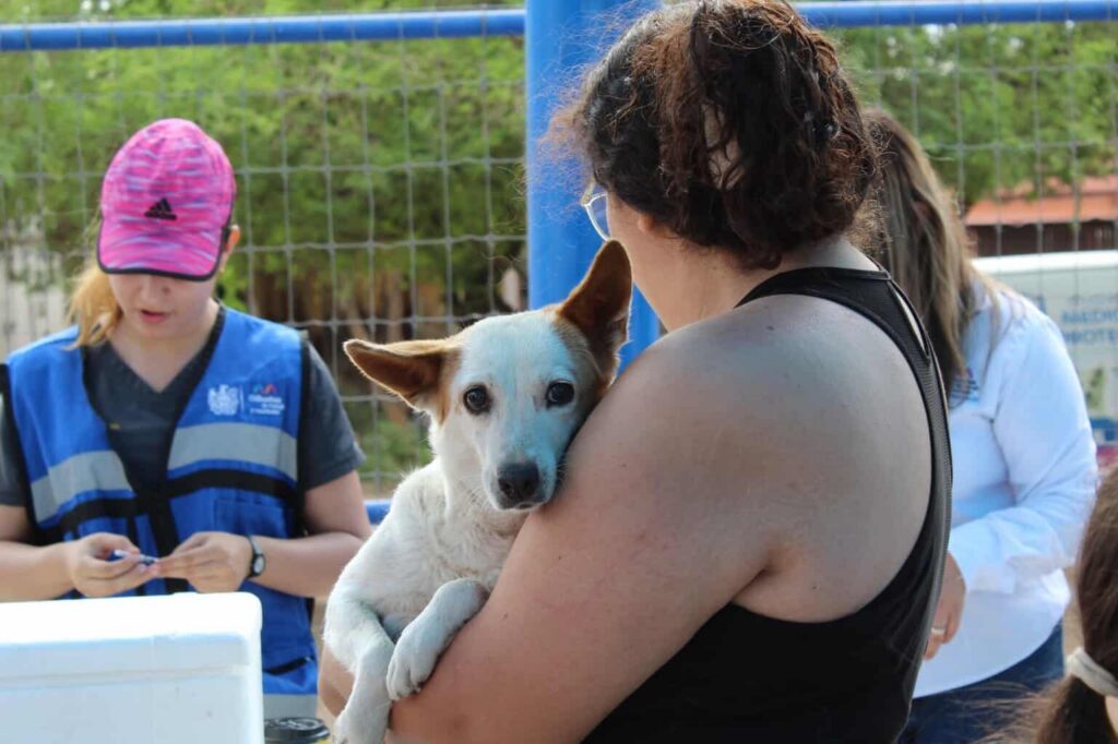 Más de 6 mil 600 vacunas y 5 mil desparasitaciones aplicó Municipio a perros y gatos este año