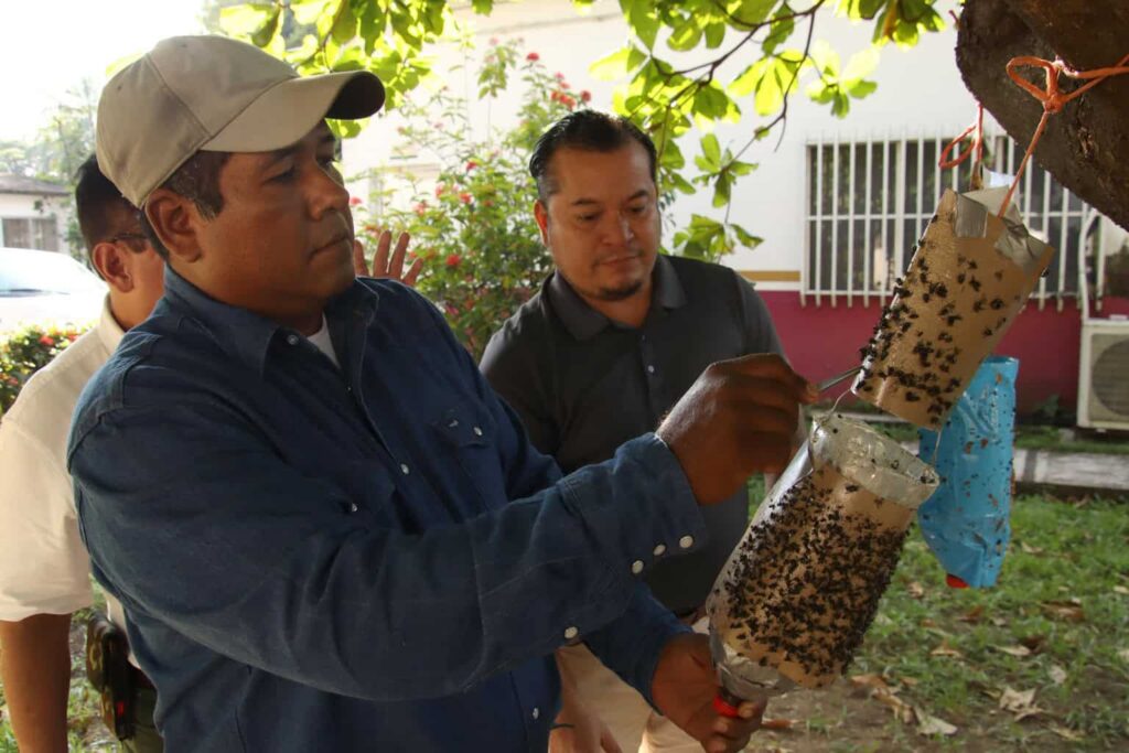 Productores de carne en Chiapas lanzan trampas artesanales para contener al gusano barrenador