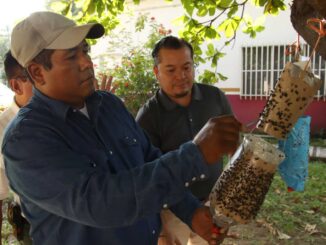 Productores de carne en Chiapas lanzan trampas artesanales para contener al gusano barrenador