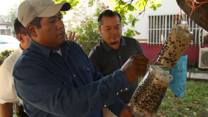 Productores de carne en Chiapas lanzan trampas artesanales para contener al gusano barrenador