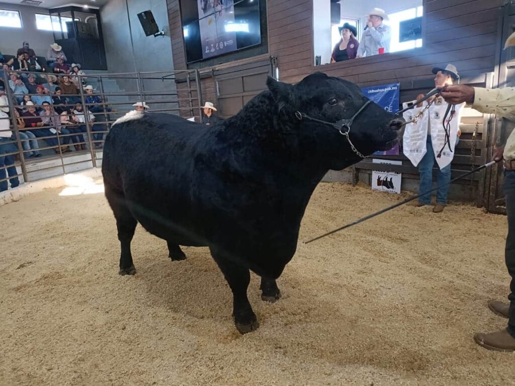 Presenta SDR convocatoria para proyecto de engorda y subasta de novillo gordo