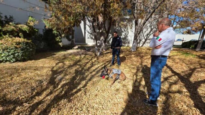 Certifican a binomios caninos de la FGE en Ciudad Juárez