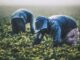 Unos 40 mil productores en México mantienen producción de alimentos orgánicos en 2025
