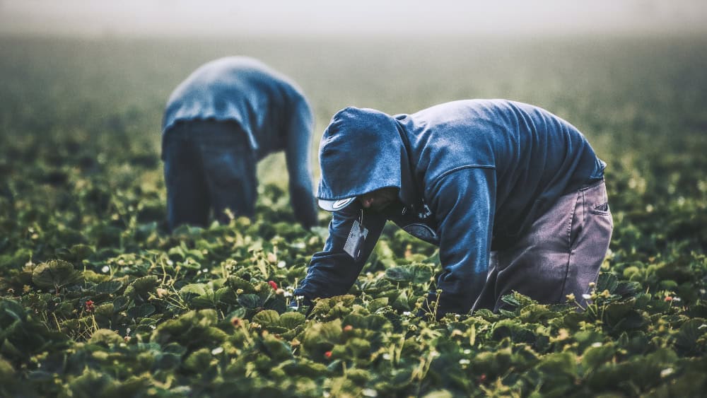 Unos 40 mil productores en México mantienen producción de alimentos orgánicos en 2025