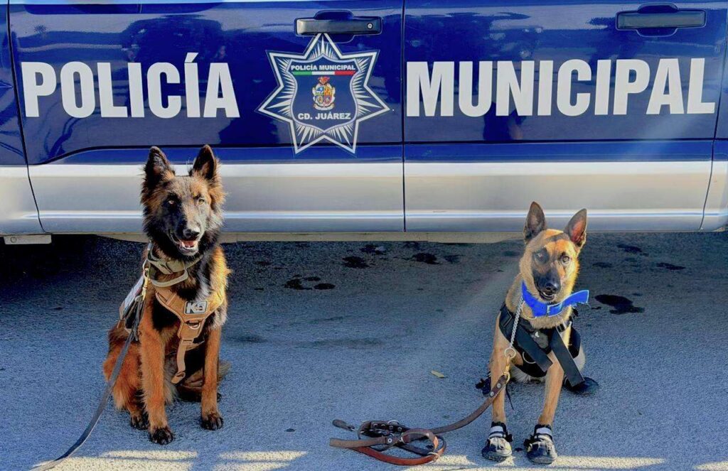 Certifican a perros K-9 juarenses en detección de explosivos