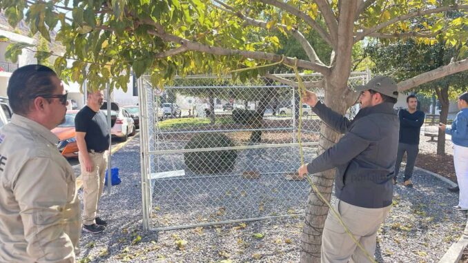 Informa Municipio acciones de prevención y atención ante presencia de perros en manada