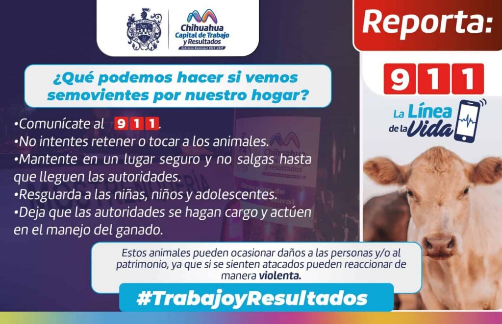 Retuvo Gobierno Municipal 79 animales mostrencos en vialidades durante 2025