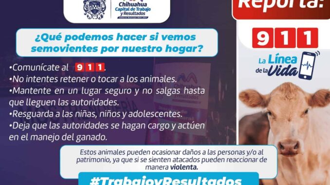 Retuvo Gobierno Municipal 79 animales mostrencos en vialidades durante 2025