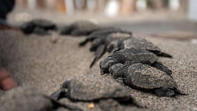 Veinte millones de tortugas marinas nacen con programa de conservación en Caribe mexicano
