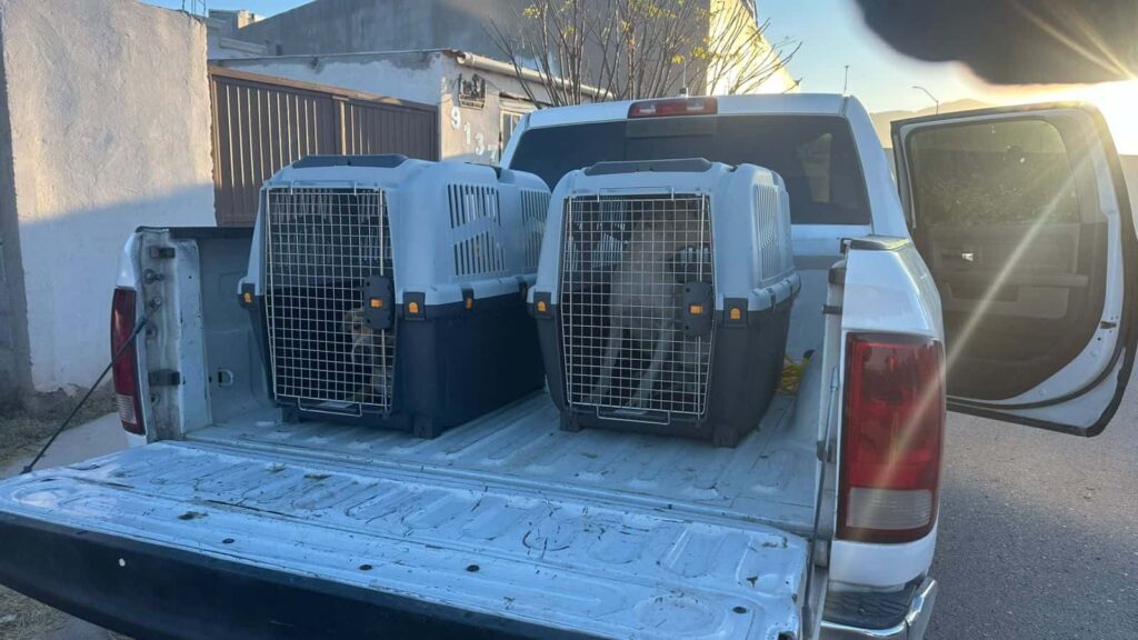 Rescata Municipio a dos perros en Jardines de San Agustín por omisión de cuidados