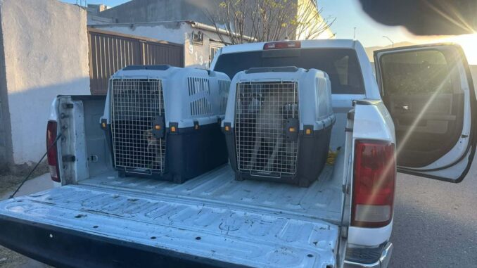 Rescata Municipio a dos perros en Jardines de San Agustín por omisión de cuidados