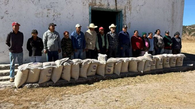 Respalda Estado a 240 familias indígenas de Guerrero con entrega de 4.8 toneladas de maíz y frijol