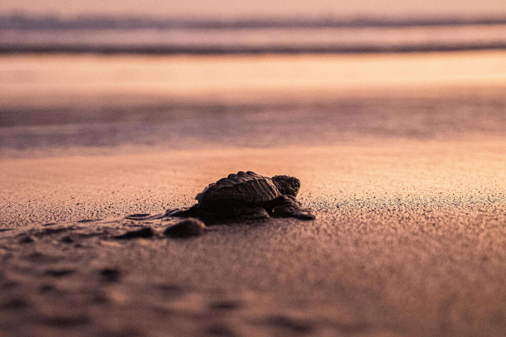 México logra en 2025 una de las temporadas “más exitosas” en conservar tortugas marinas