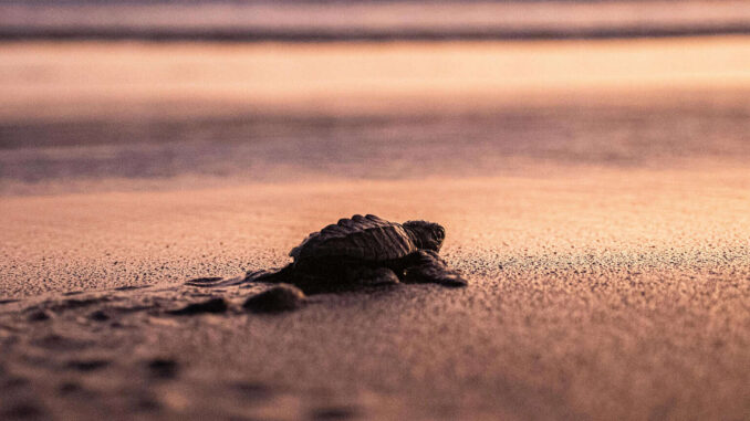 México logra en 2025 una de las temporadas “más exitosas” en conservar tortugas marinas