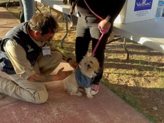 Brindará Municipio servicios gratuitos para perros y gatos en Minerales
