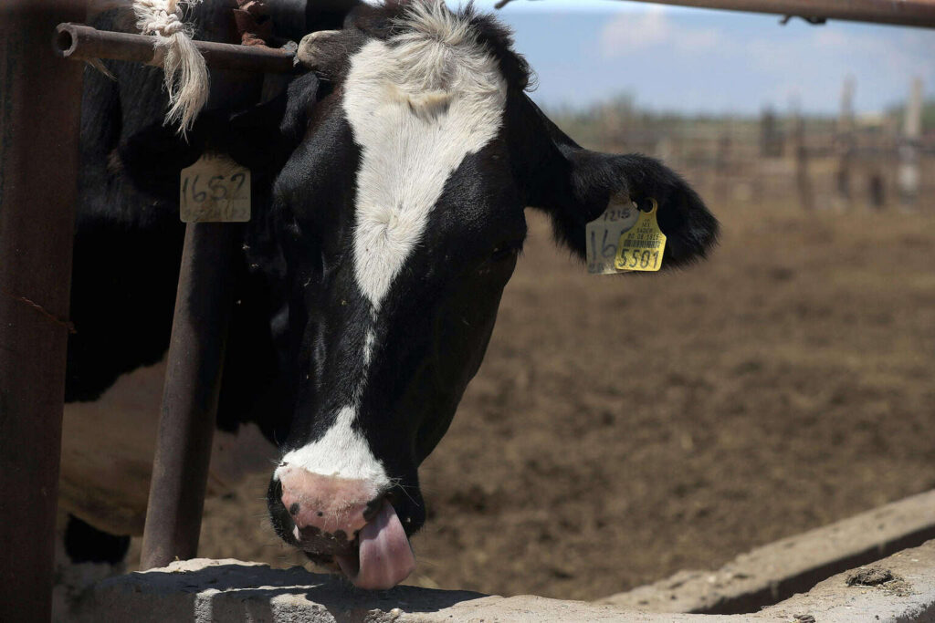 México evita dispersión de gusano barrenador con inversión de 114 millones de dólares