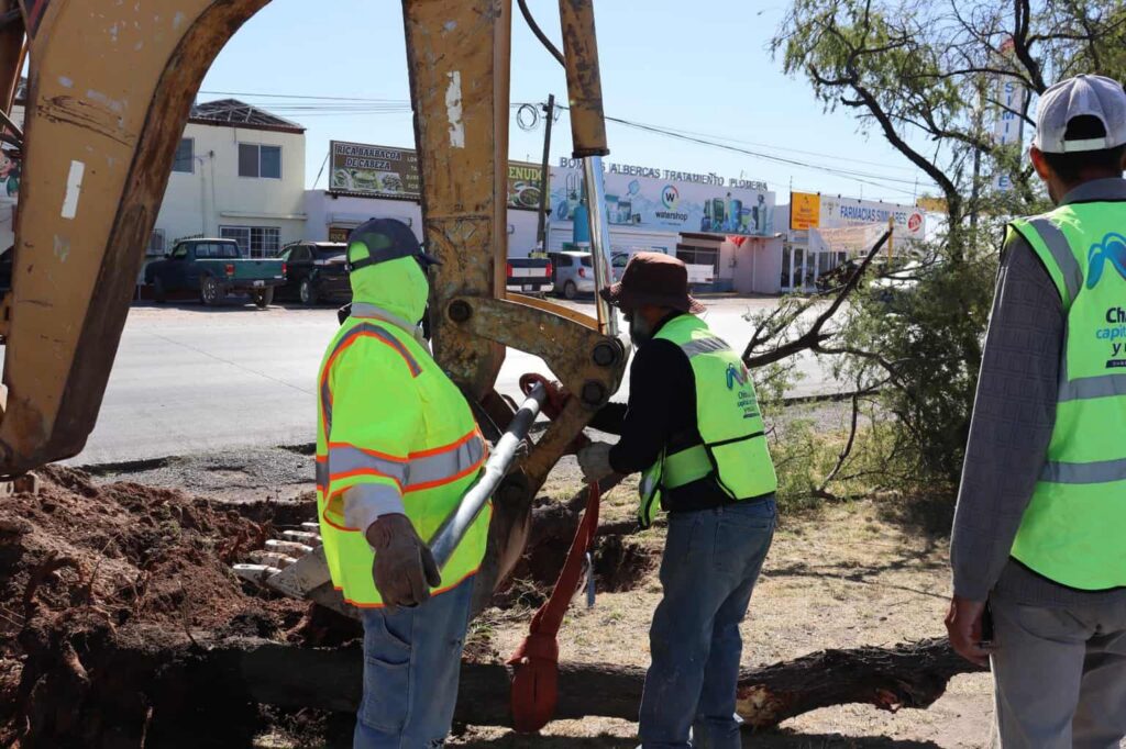 Reubica Municipio árboles en zona de construcción del paso superior Fuerza Aérea y carretera Aldama