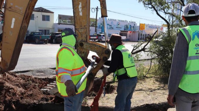 Reubica Municipio árboles en zona de construcción del paso superior Fuerza Aérea y carretera Aldama