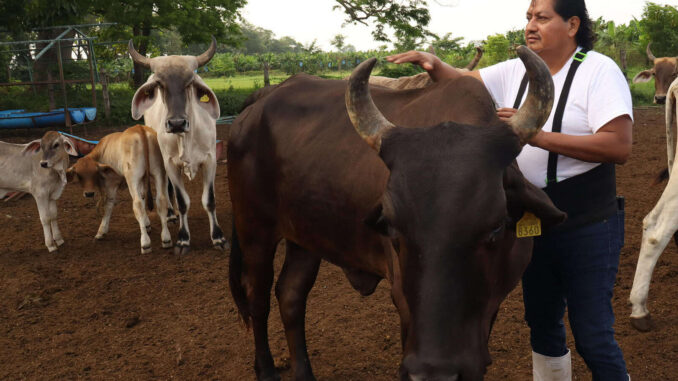 Agricultura busca extender emergencia por plaga de gusano barrenador del ganado a todo el país