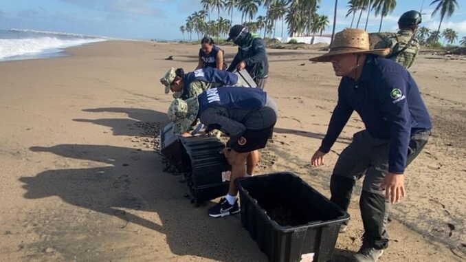 Rescatan en Nayarit más de seis mil huevos de tortuga marina; liberan más de 15 mil crías