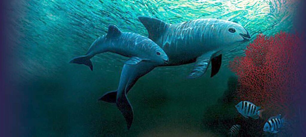 México y ONG confirman el avistamiento de entre siete y diez ejemplares de vaquita marina