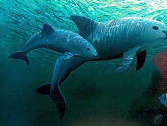 México y ONG confirman el avistamiento de entre siete y diez ejemplares de vaquita marina