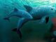 México y ONG confirman el avistamiento de entre siete y diez ejemplares de vaquita marina