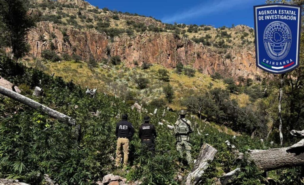 Continúa operativo de destrucción de plantíos de marihuana al norte de la capital