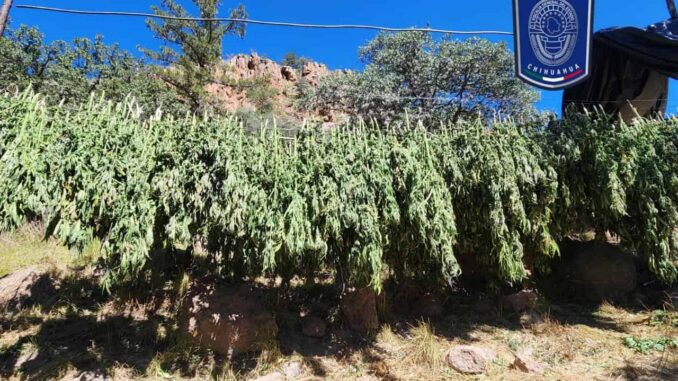 Aseguran 7 plantíos de marihuana y campamentos al norte de la capital