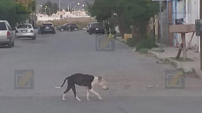 Pitbull en abandono ataca a adulto mayor en Riberas de Sacramento