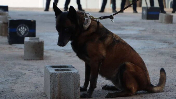 Capacitan a policías del grupo K-9 en técnicas de adiestramiento canino