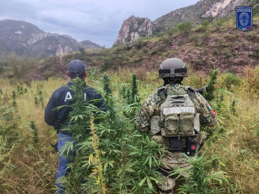 Destruyen AEI y SEDENA tres plantíos de marihuana en Ocampo